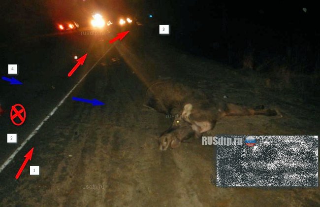 Автомобиль сбил лося под Костромой. Один человек погиб и трое пострадали