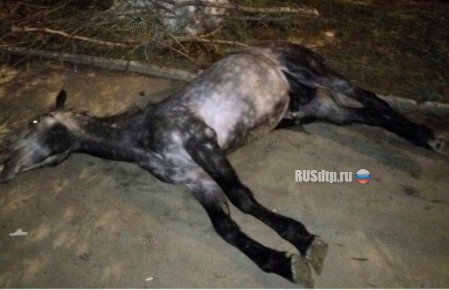 В результате ДТП в Саратове погиб конь