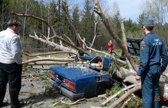 В Пензенской области упавшее дерево раздавило машину с людьми