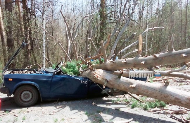 В Пензенской области упавшее дерево раздавило машину с людьми