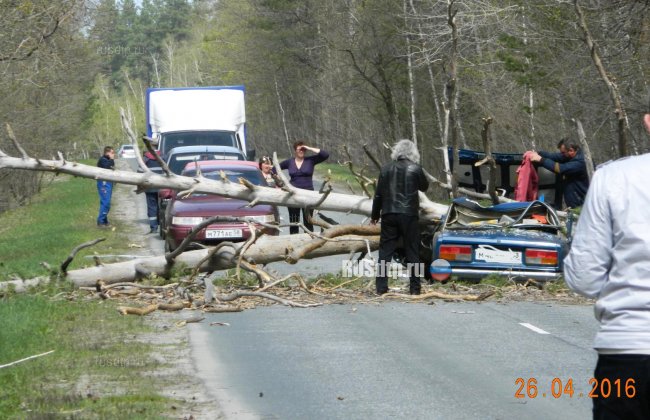 В Пензенской области упавшее дерево раздавило машину с людьми