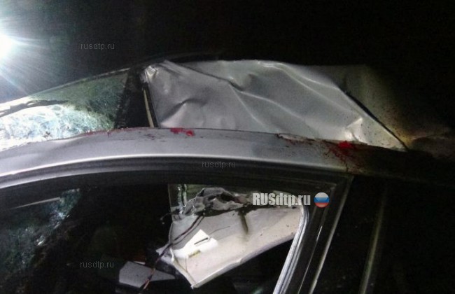 В Рязанской области водитель погиб, сбив лося на дороге