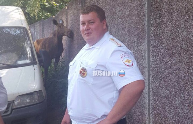 В Москве сотрудники ДПС в день своего профессионального праздника задержали на дороге лося!