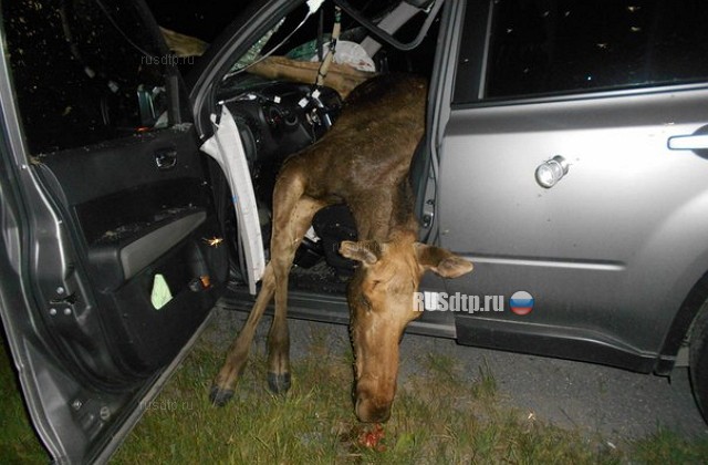 На трассе Тюмень- Ханты-Мансийск сбили лося