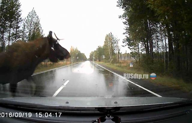 В Тюменской области лось бросился на «Приору» и сбежал с места ДТП