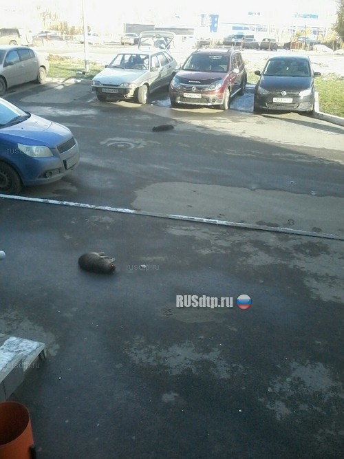 В Челябинске упавший кот повредил машину