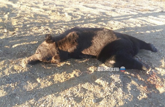В Амурской области автомобиль сбил медведя. Двое пострадали