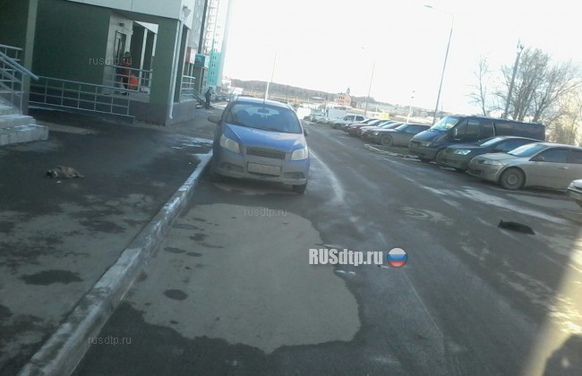 В Челябинске упавший кот повредил машину