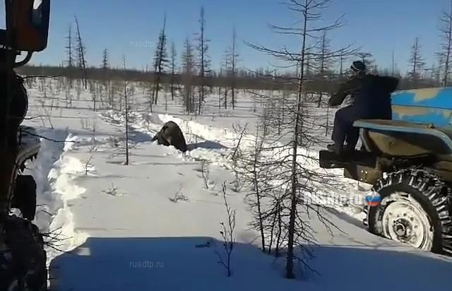 В Якутии вахтовики задавили медведя. Видео