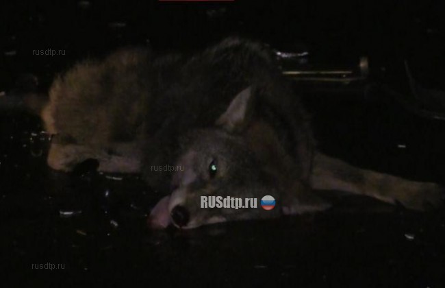 Волк стал причиной гибели семьи на трассе в Ленобласти