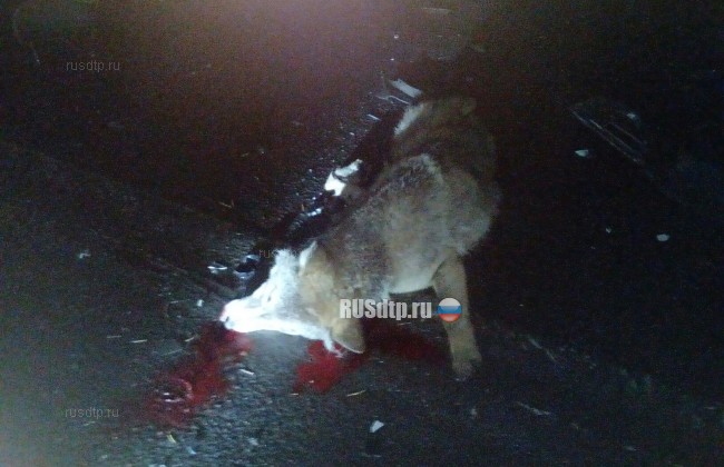 Волк стал причиной гибели семьи на трассе в Ленобласти