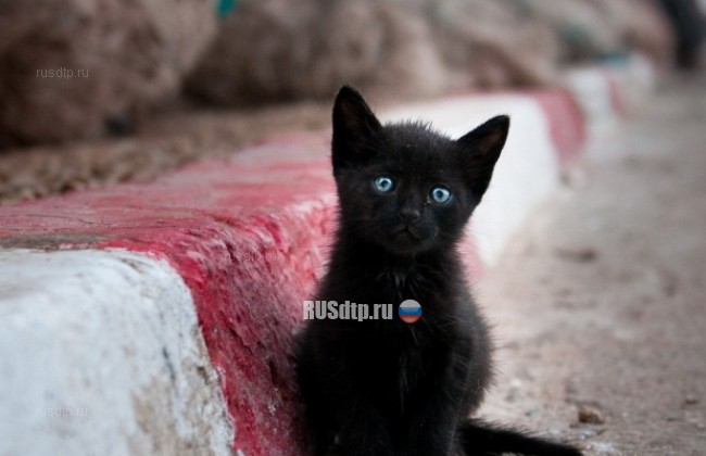 В Северной Осетии врачи выезжали на вызов к сбитому котенку