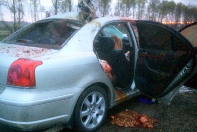 В Смоленской области автомобиль сбил лося