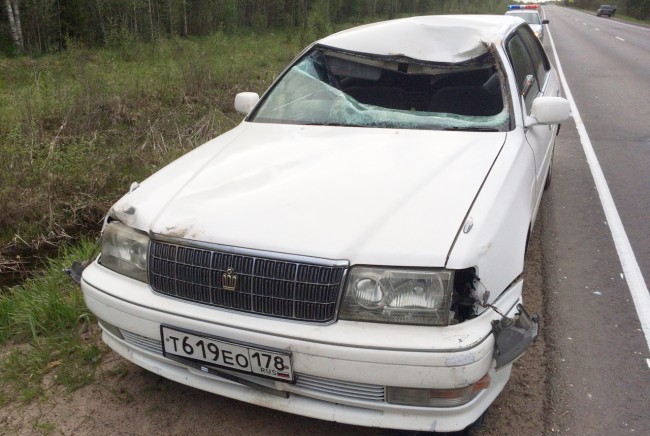 Автомобиль сбил лося в Тверской области. Видео с регистратора