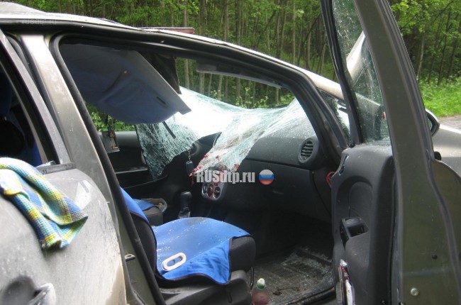 В Архангельской области автомобиль сбил лося
