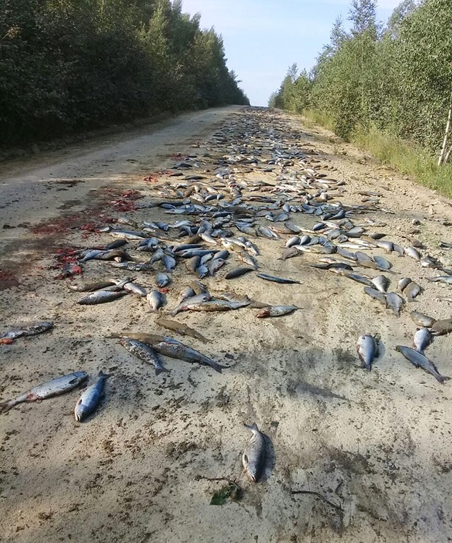 В Хабаровском крае медведи съели выпавшую из грузовика красную рыбу