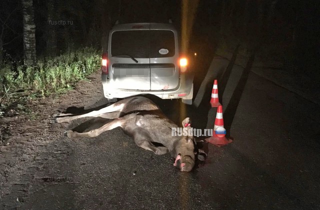 Автомобиль сбил лося в Тверской области