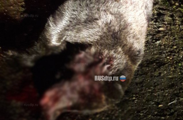 Медведь погиб под колесами двух автомобилей на трассе Томск – Колпашево