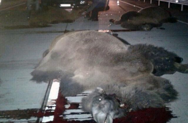 В Казахстане Range Rover врезался в стадо верблюдов. 5 человек погибли