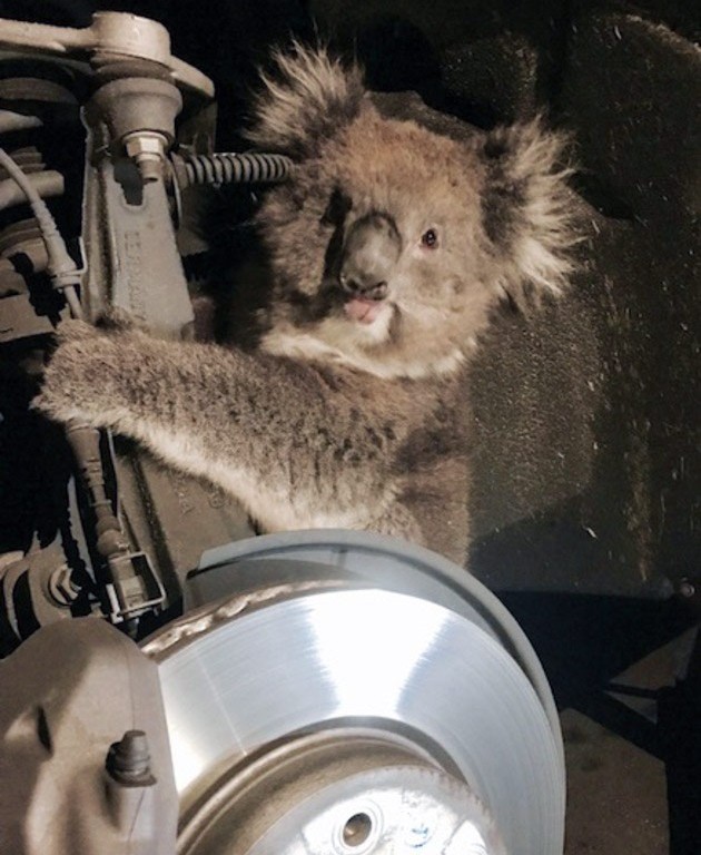 В Астралии коала проехала 16 километров на подвеске автомобиля