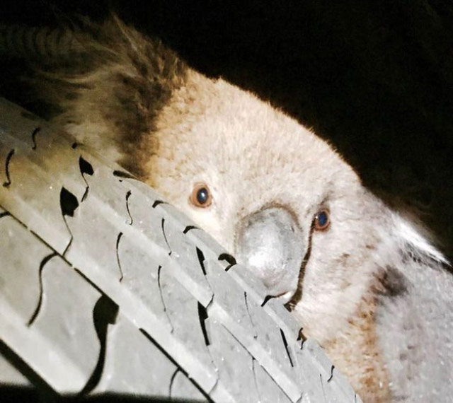 В Астралии коала проехала 16 километров на подвеске автомобиля