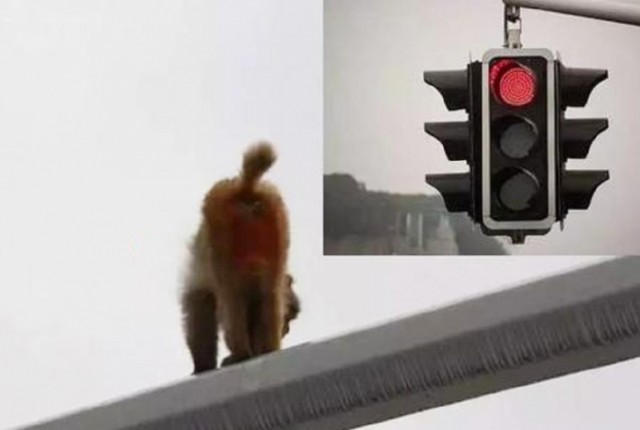 Китаянка перепутала зад обезьяны со светофором