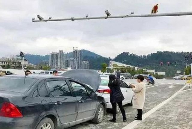 Китаянка перепутала зад обезьяны со светофором