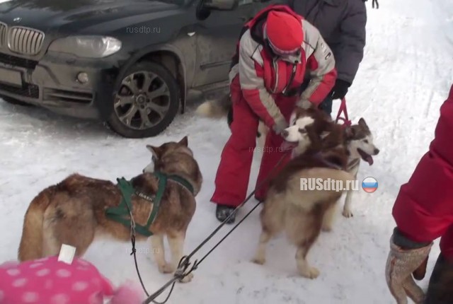 В Москве женщина на собачьей упряжке врезалась в машину полиции