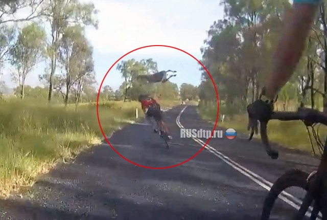 В Австралии кенгуру сбил велосипедистку