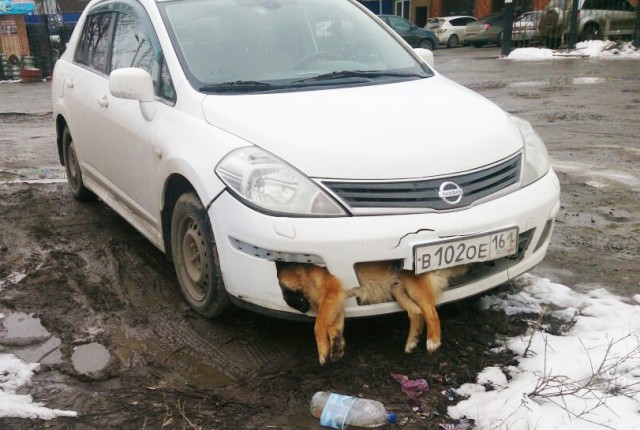 В Таганроге депутат несколько дней ездил с застрявшей в бампере собакой
