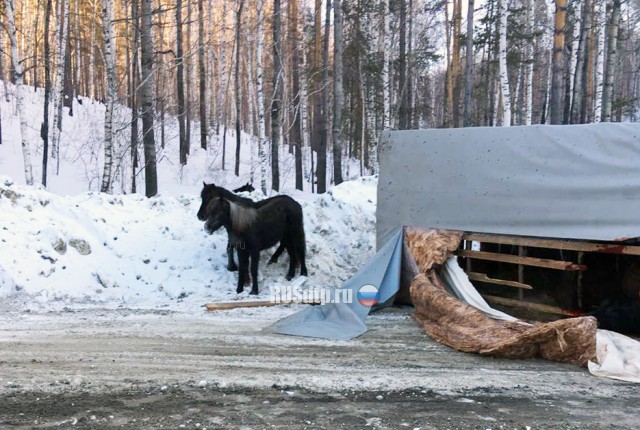 Cотрудники ГИБДД ловили лошадей на трассе под Иркутском