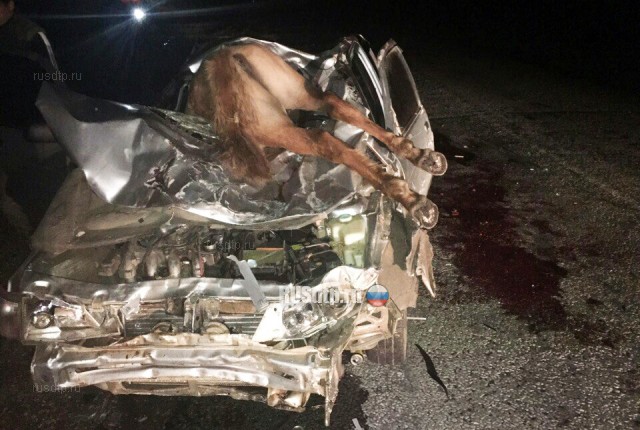 Три лошади погибли в ДТП в Баймакском районе Башкирии