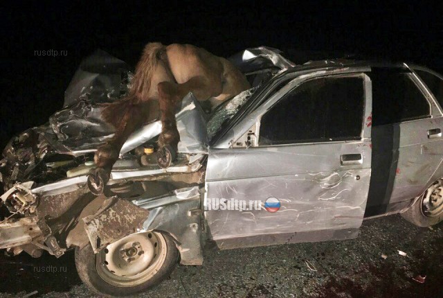 Три лошади погибли в ДТП в Баймакском районе Башкирии
