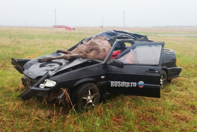Лось и пассажирка автомобиля погибли в ДТП в Оренбургской области