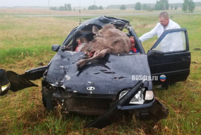 Лось и пассажирка автомобиля погибли в ДТП в Оренбургской области