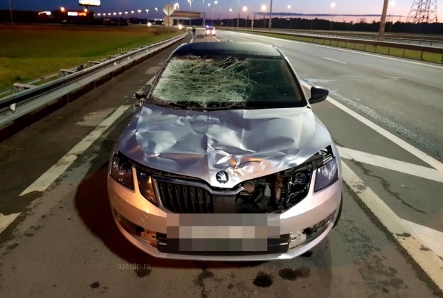 Автомобиль сбил лося на КАД в Петербурге. ВИДЕО