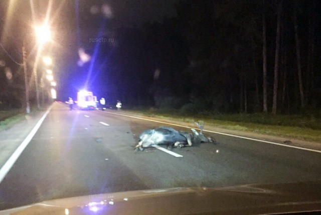 На Приморском шоссе мотоциклист погиб, сбив лося