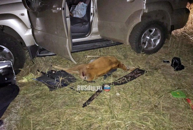 В Курганской области браконьер убил косулю, после чего погиб в ДТП