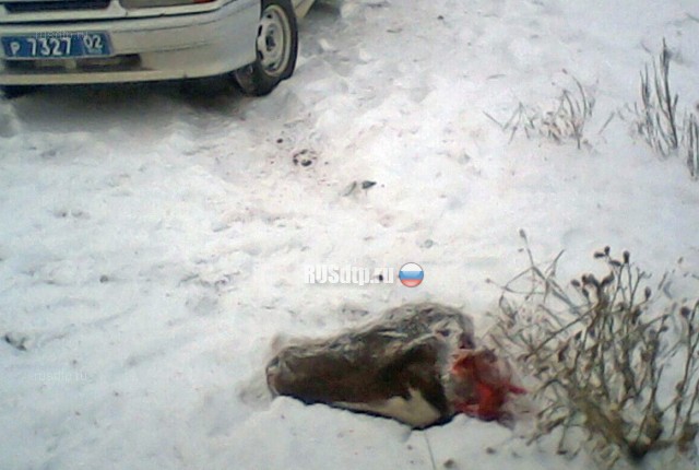 В Башкирии в ДТП с автобусом погибли четыре лошади