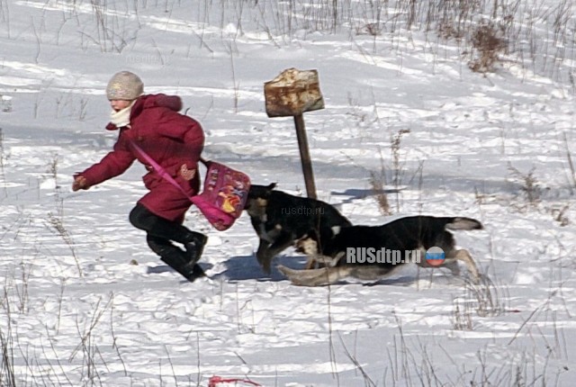 В Новокузнецке водитель спас девочку от бродячих собак