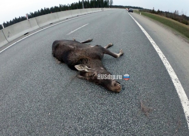 На Новоприозерском шоссе автомобиль с рыбаками сбил лося