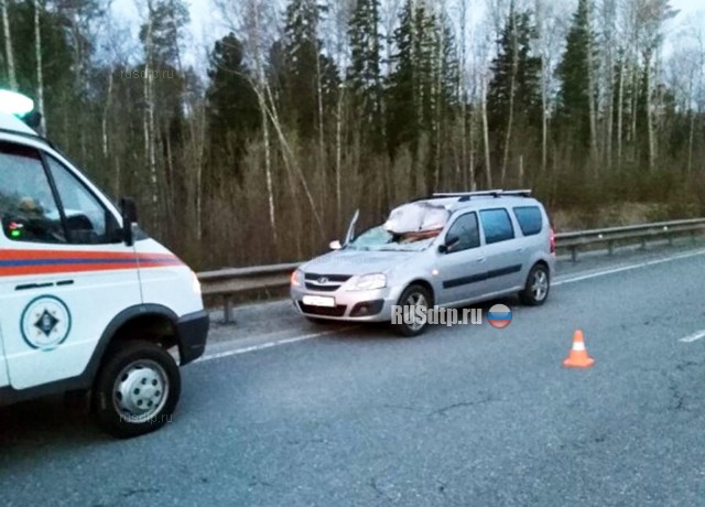 Автомобиль сбил лося на трассе Тюмень — Ханты-Мансийск