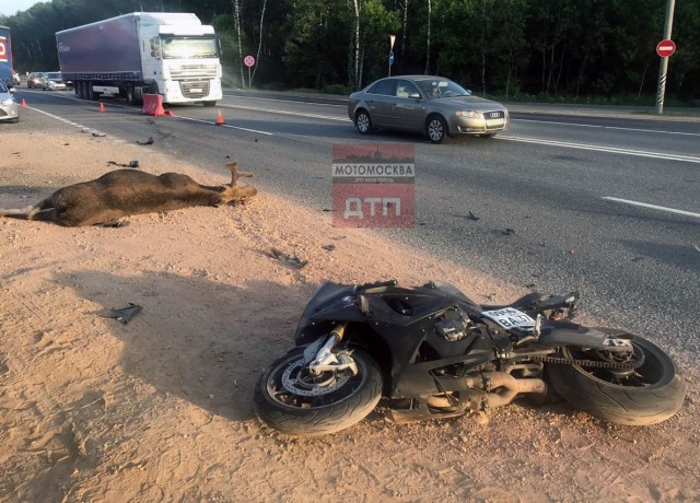 В Подмосковье мотоциклист погиб, сбив выбежавшего на дорогу лося