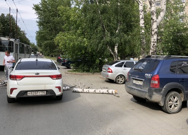 В Екатеринбурге на автомобиль упало дерево. ВИДЕО