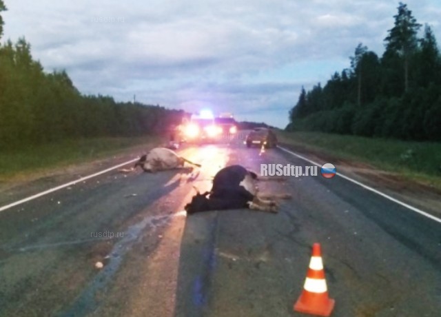 В Вытегорском районе водитель сбил двух коров и погиб