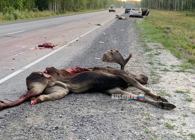 В Тюменской области лось запрыгнул на машину с семьей