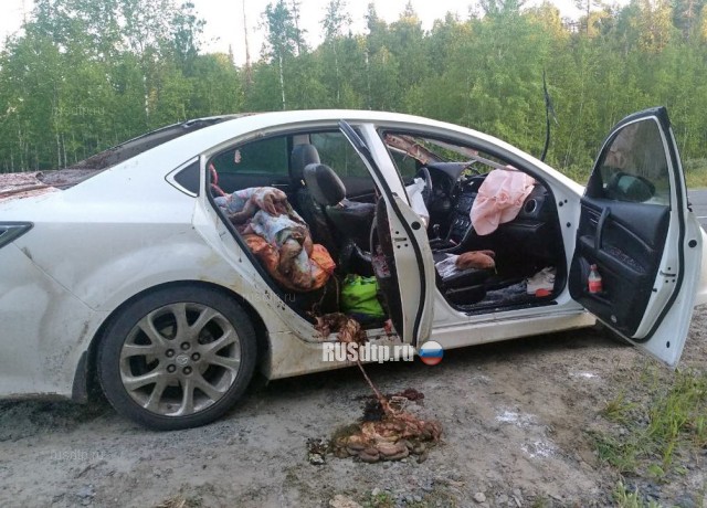 В Тюменской области лось запрыгнул на машину с семьей