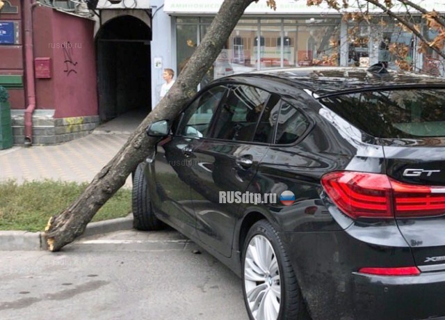 В Ростове-на-Дону упавшее дерево едва не придавило девушку. ВИДЕО