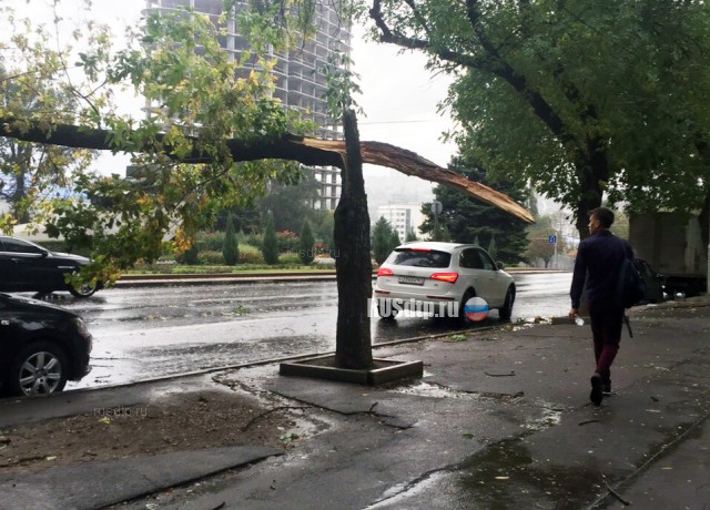 В Ростове-на-Дону упавшее дерево едва не придавило девушку. ВИДЕО