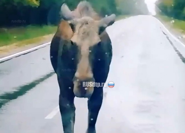 Наглый лось (с)